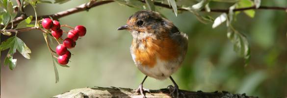 Bird Care & Wildlife Gardening