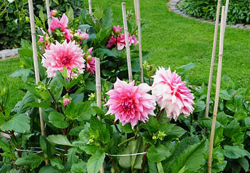 Some gorgeous pink decorative dahlias in a garden bed supported by canes