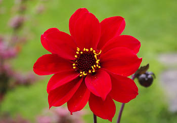 A lovely red peony flowered dahlia that has noticeably fewer petals compared to other types but they are larger and longer