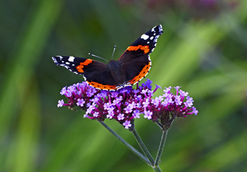 Our gardens can be pollinator havens