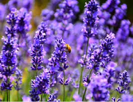 A bee harvesting pollen and nectar from a lavender plant. 