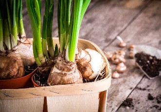 Sprouting bulbs in a basket