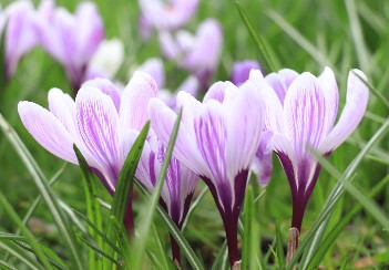 White purple flowers in grass