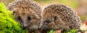 two adorable hedgehogs