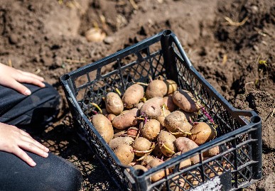 Potatoes chitting in basket