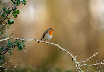 Robin sat on branch