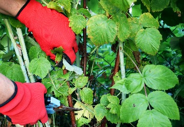 Trimming raspberry stalks