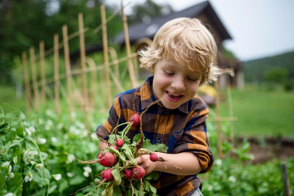 Small Boy Holding Radishes In Vegetable Garden