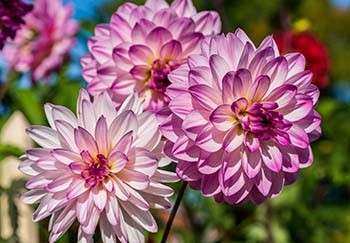 Three pink decorative dahlias together in bloom