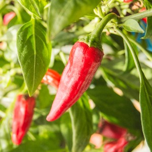 Growing Peppers in Pots & Containers at Home
