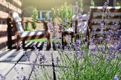 A lavender plant in a back garden near some outdoor furniture to allow the fragrance to carry over as people enjoy sitting outside