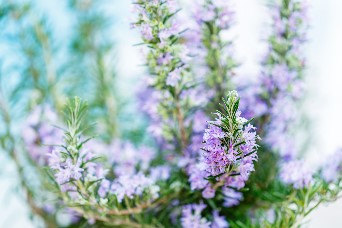 Beautiful gardens wellbeing article rosemary