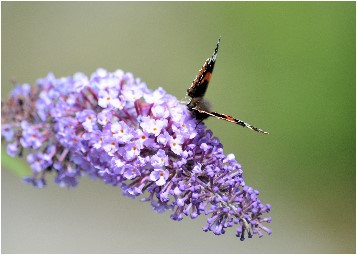 Lila buddleia with butterfly on