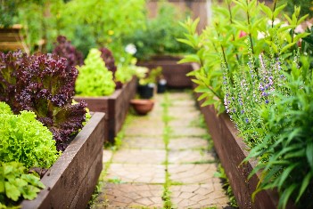 Raised beds with salad plants may gardening tips