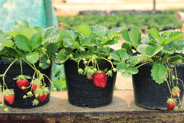 Strawberry plant in pots