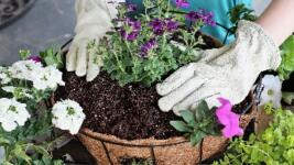 hanging basket planting may gardening tips