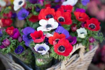 Red and white blue anemonies