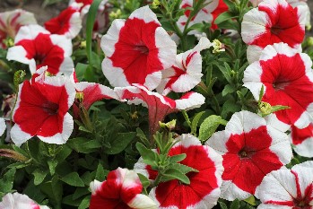 Petunia red and white 