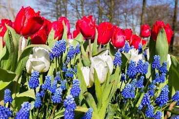 Red white and blue flowers 