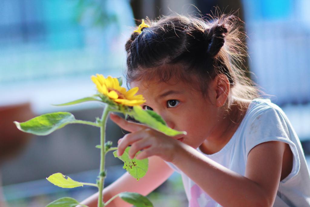 young girl checking on her sunflower