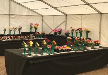 Shepperton rose show entries 