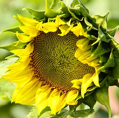 Sunflower Growing Guide