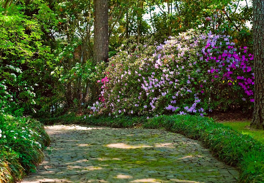 A shaded path in a garden