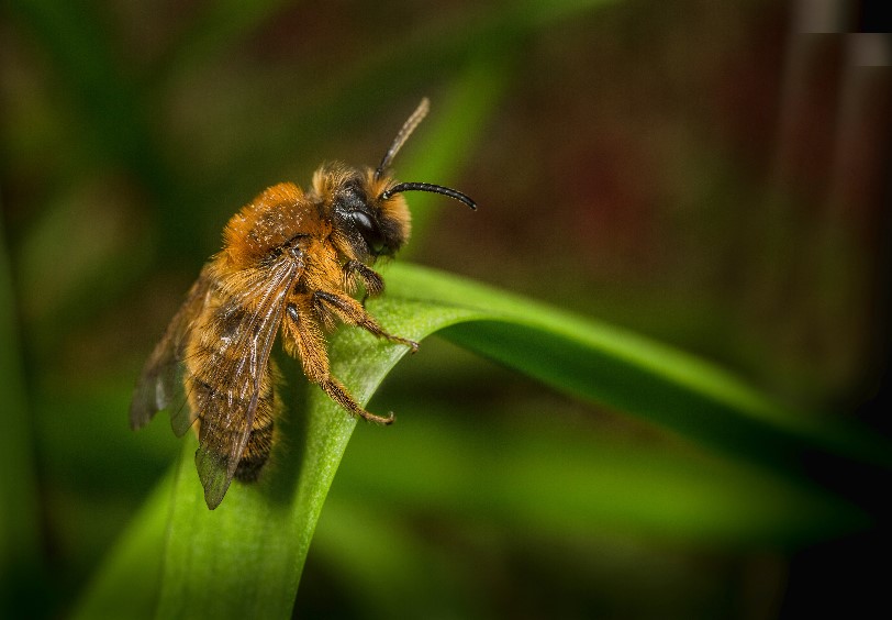 Mining bee