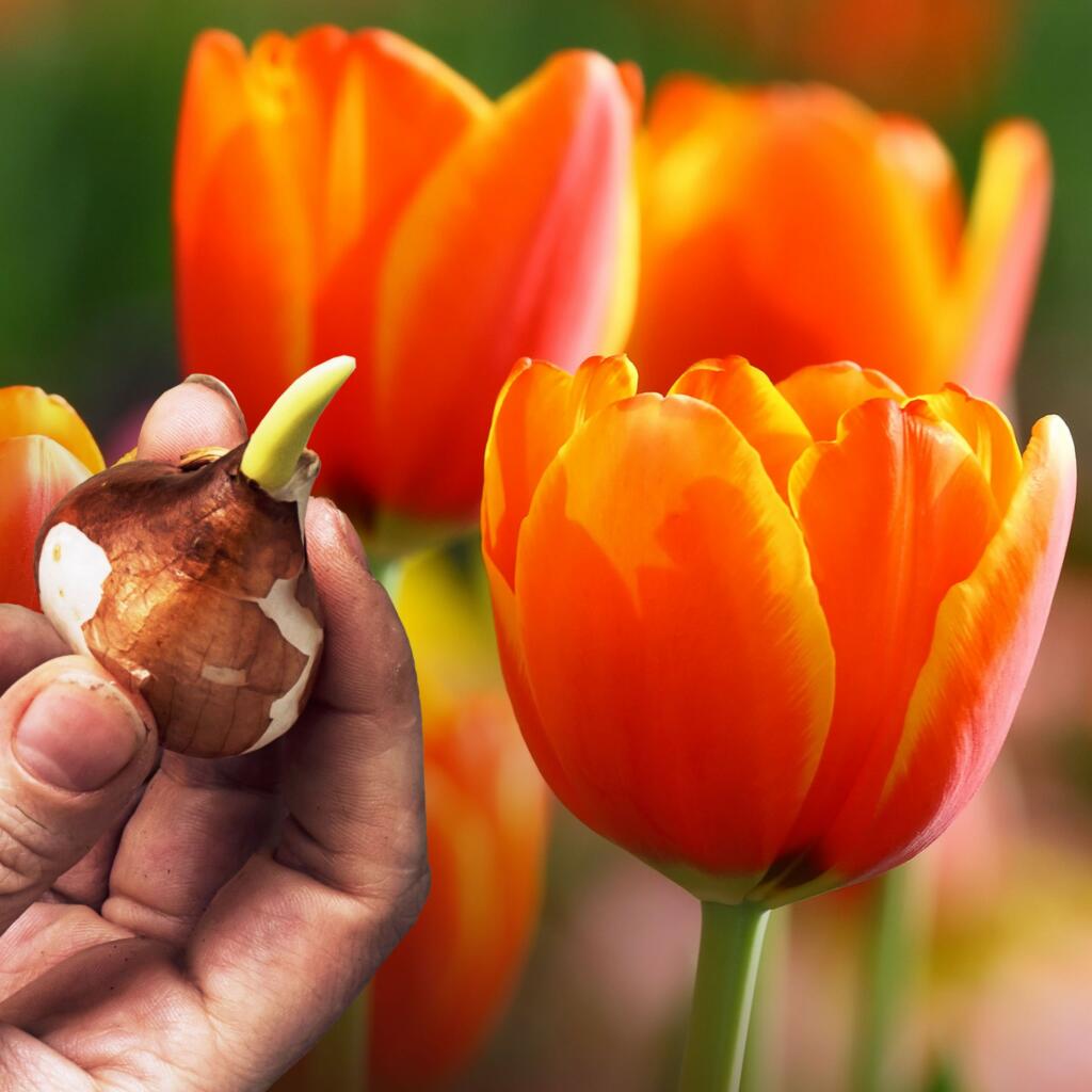 Autumn home page tulip bulbs