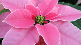 Sarah Snippets featured image - Pink Poinsettia
