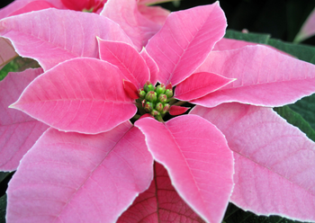 Sarah Snippets featured image - Pink Poinsettia