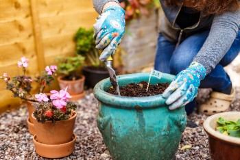 Autumn planting and caring for container pots