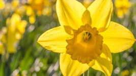 When to plant Daffodils