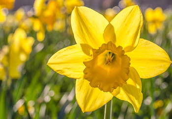 When to plant Daffodils