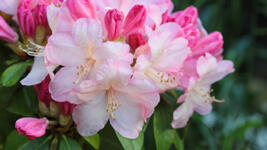 Growing and Caring for Rhododendrons