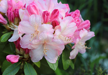 Growing and Caring for Rhododendrons