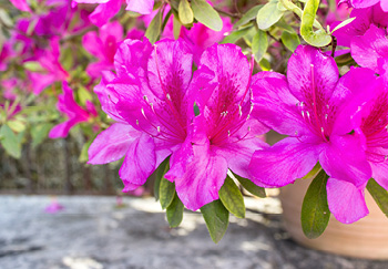 Growing and caring for Azaleas