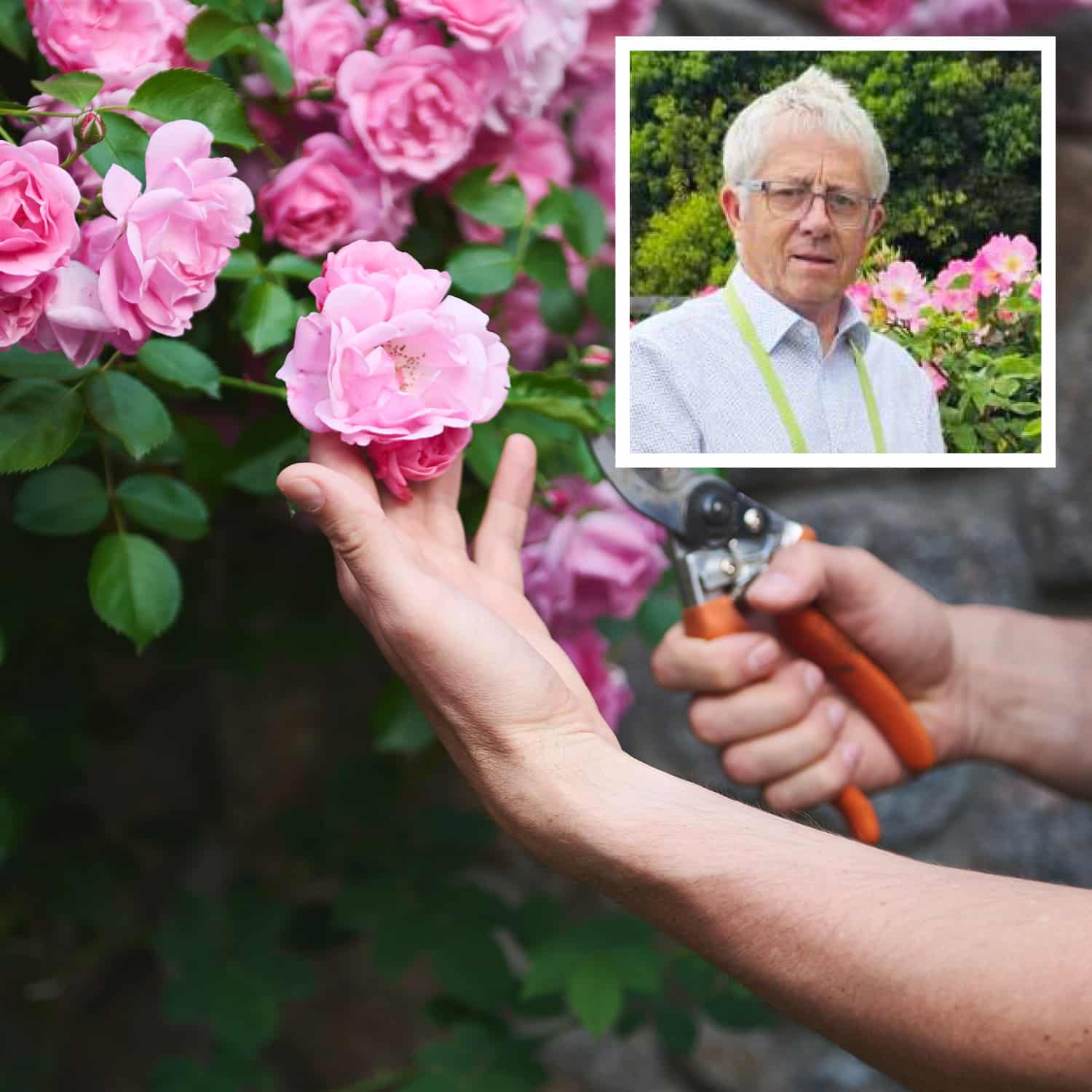 'Grow Roses Easily' Talk With Ray Martin